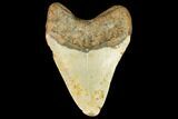 Fossil Megalodon Tooth - North Carolina #124646-2